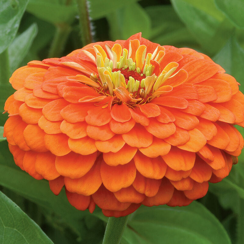 Benary's Giant Orange
Zinnia Seed