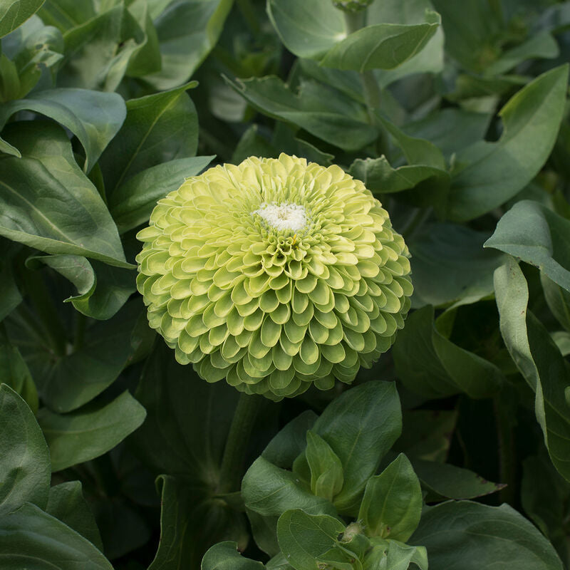 Benary's Giant Lime
Zinnia Seed