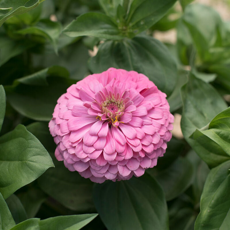 Benary's Giant Bright Pink
Zinnia Seed