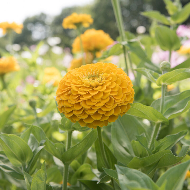 Benary's Giant Golden Yellow
Zinnia Seed