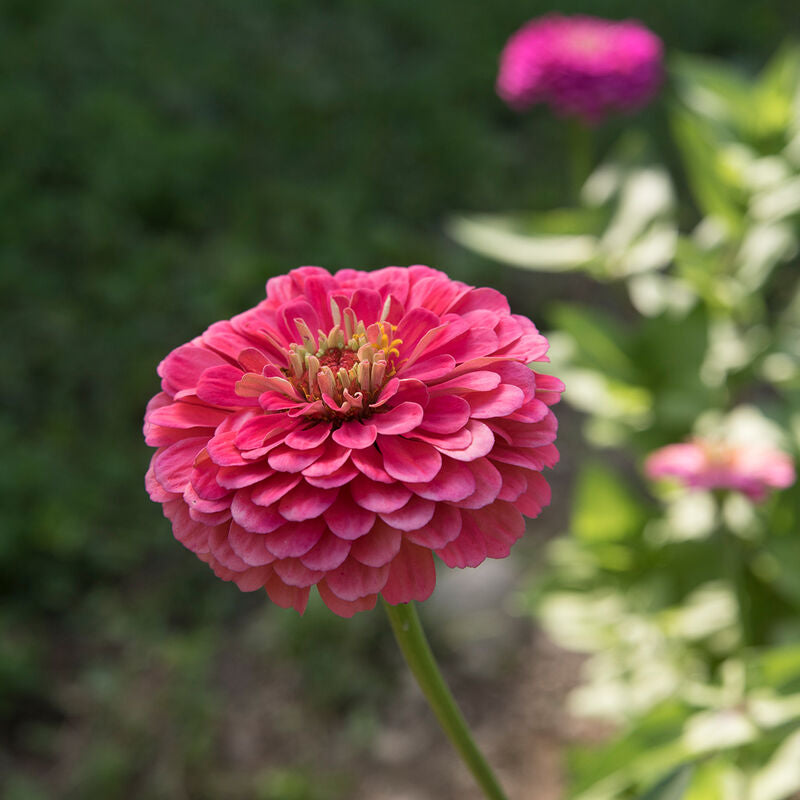Benary's Giant Carmine Rose
Zinnia Seed