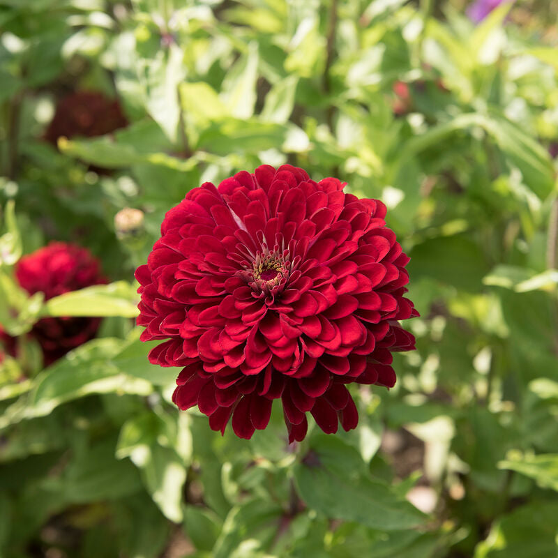 Benary's Giant Deep Red
Zinnia Seed
