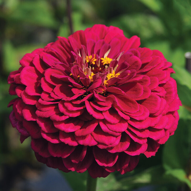 Benary's Giant Wine
Zinnia Seed