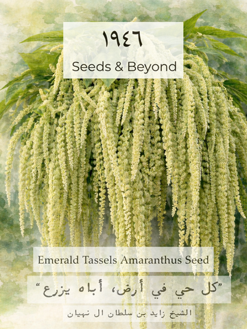 Emerald Tassels
Amaranthus Seed