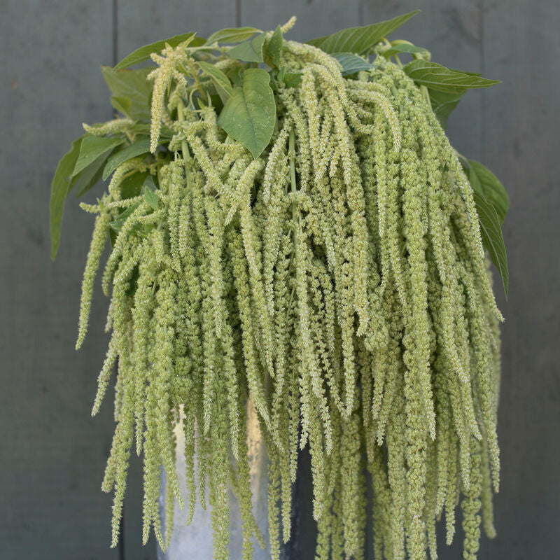 Emerald Tassels
Amaranthus Seed
