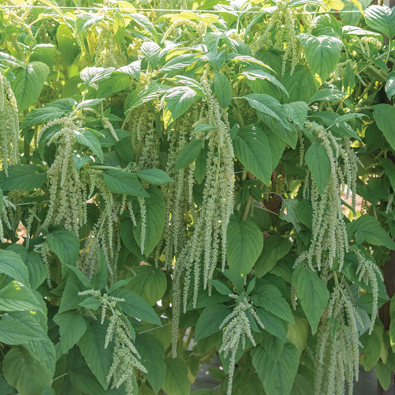 Emerald Tassels
Amaranthus Seed