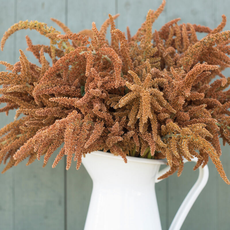 Hot Biscuits
Amaranthus Seed