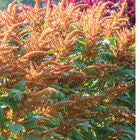 Hot Biscuits
Amaranthus Seed