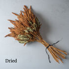 Hot Biscuits
Amaranthus Seed