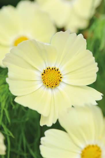 Lemonade Cosmos