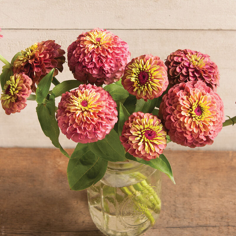 Queeny Red Lime
Zinnia Seed