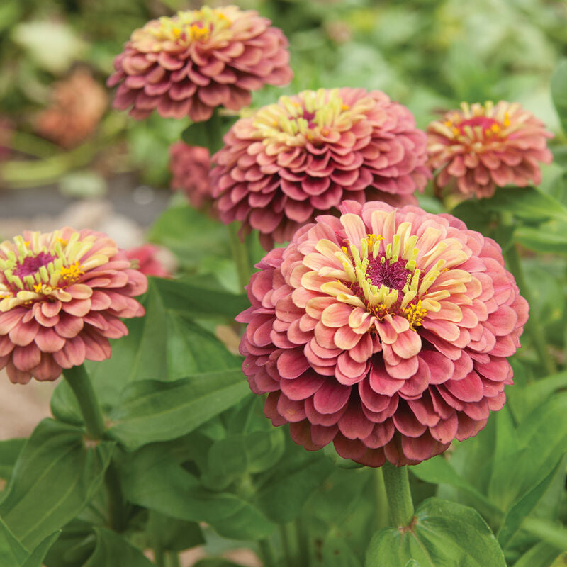 Queeny Red Lime
Zinnia Seed