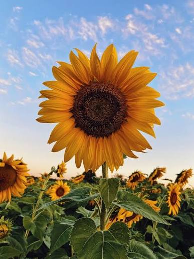 Sunflower Mix Seed