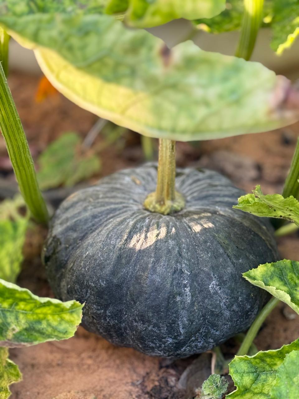Dark Green Yuxi Jiang Bing Gua Squash