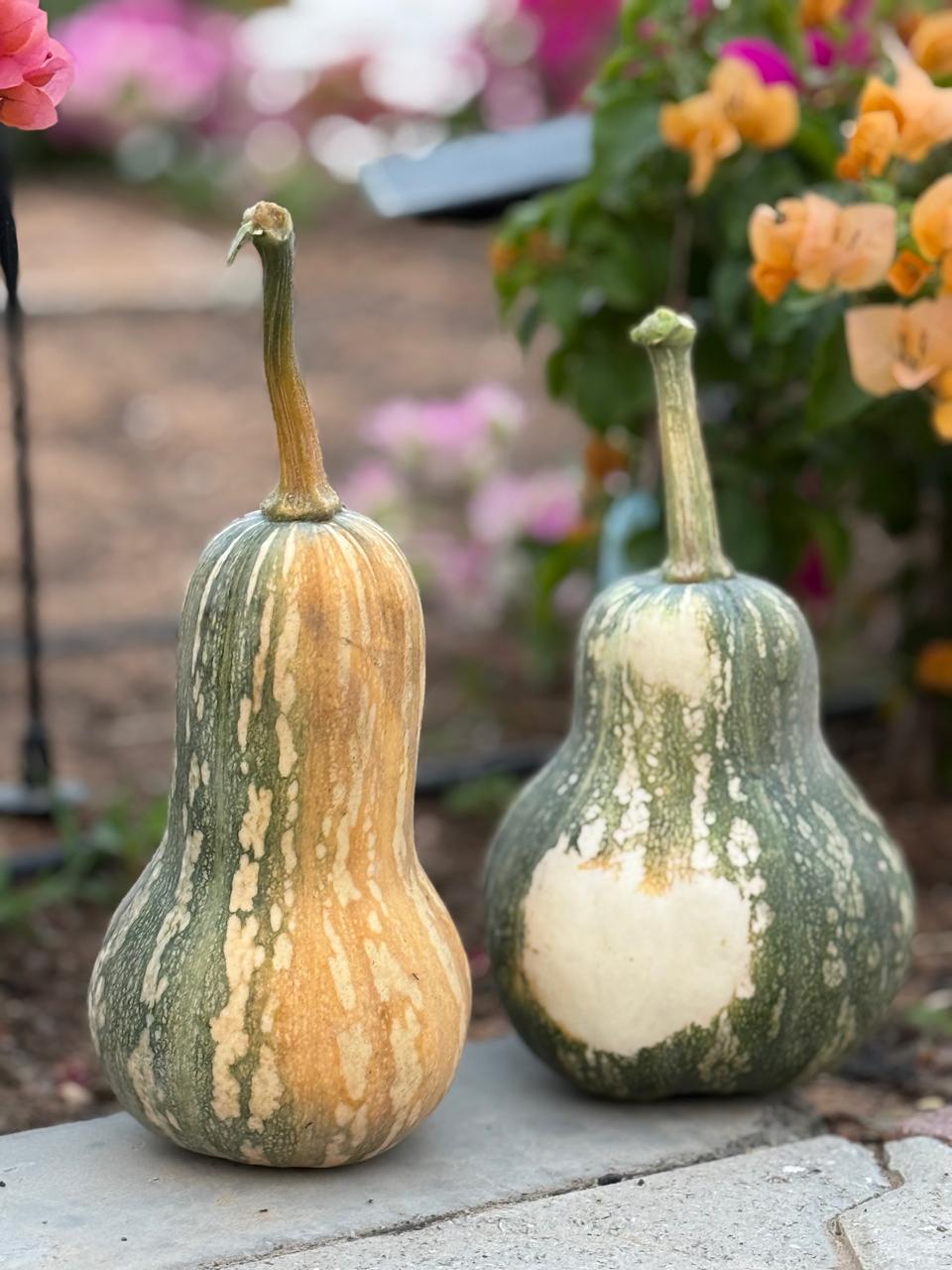 Ayote Green Flesh Winter Squash Seed