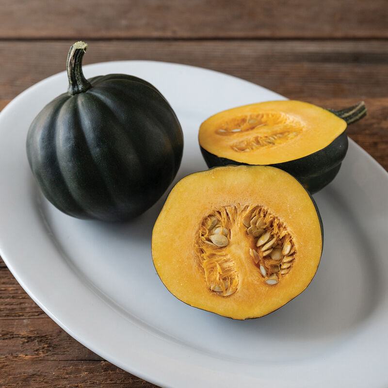 Honey Bear
(F1) Acorn Squash Seed