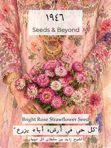 Bright Rose
Strawflower Seed