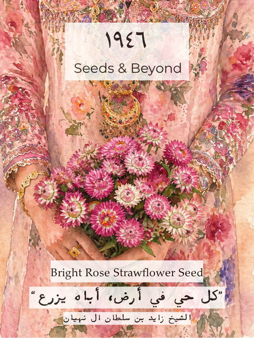 Bright Rose
Strawflower Seed