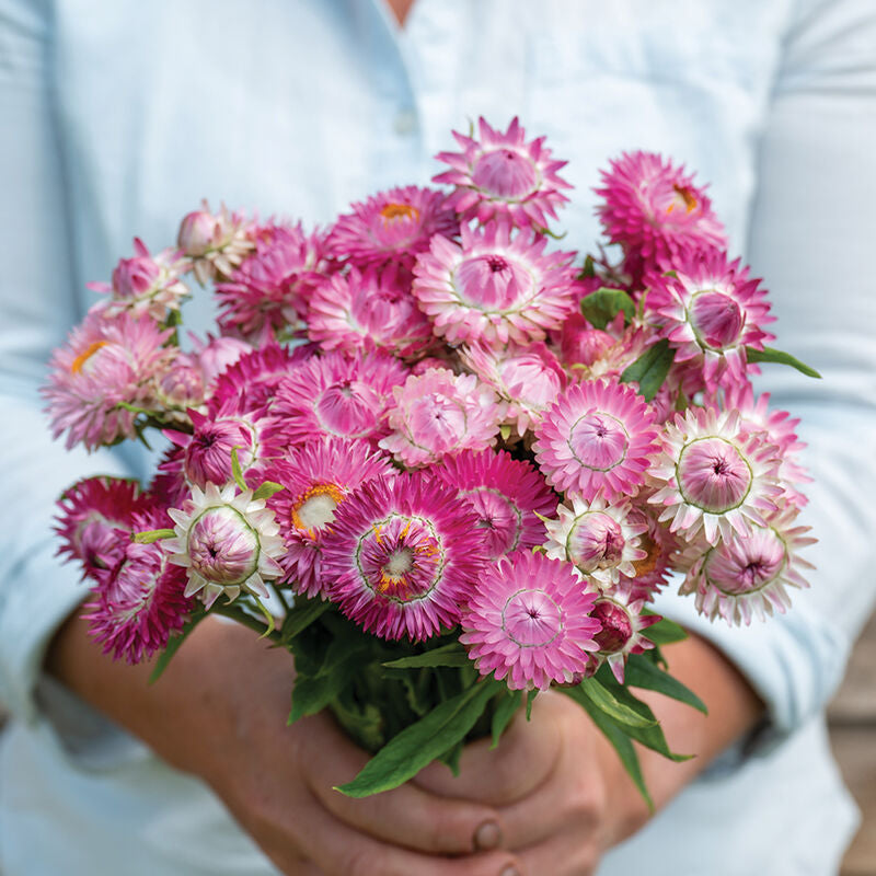 Bright Rose
Strawflower Seed