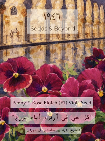 Penny™ Rose Blotch
(F1) Viola Seed