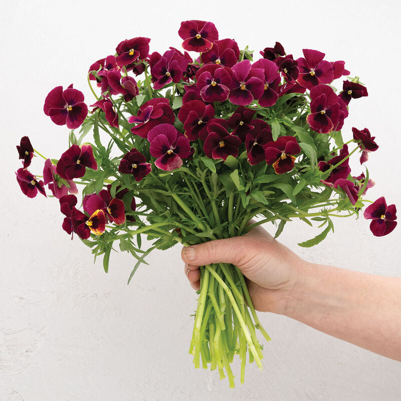 Penny™ Rose Blotch
(F1) Viola Seed