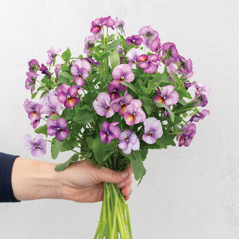 Floral Power Plum Antique
(F1) Viola Seed
