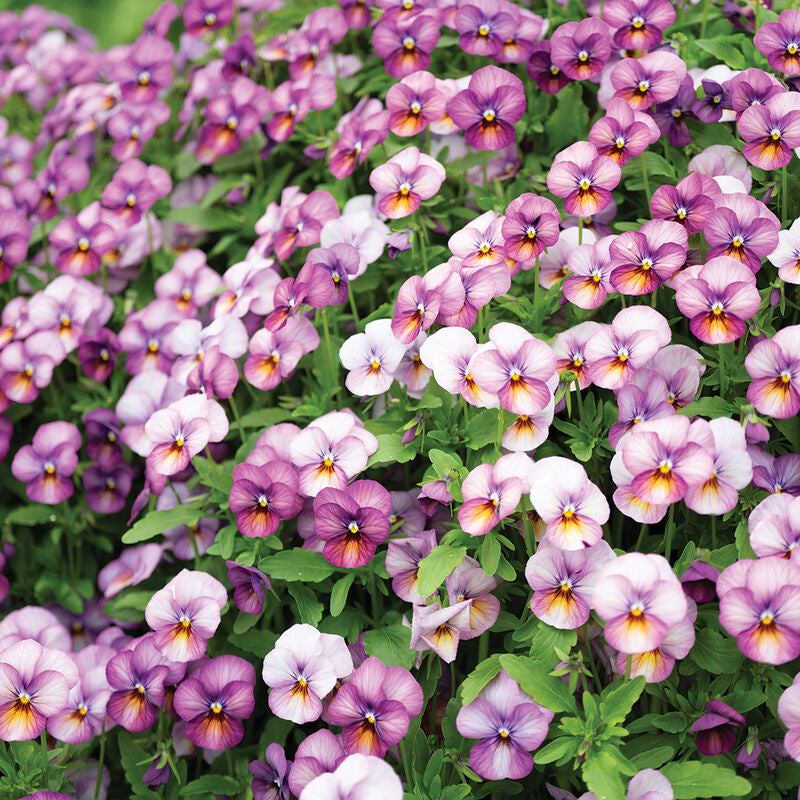 Floral Power Plum Antique
(F1) Viola Seed