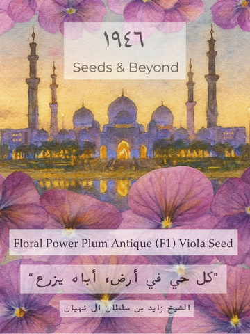 Floral Power Plum Antique
(F1) Viola Seed