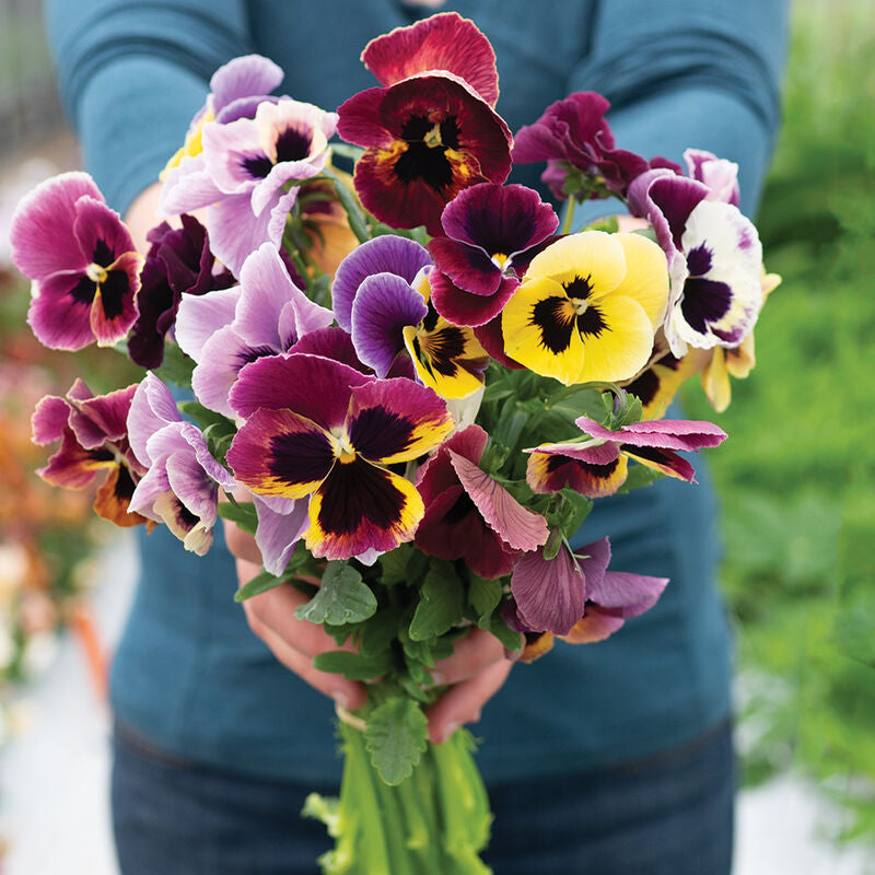 Aalsmeer King Size Mix
Viola Seed