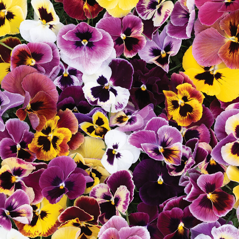 Aalsmeer King Size Mix
Viola Seed