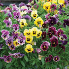 Aalsmeer King Size Mix
Viola Seed