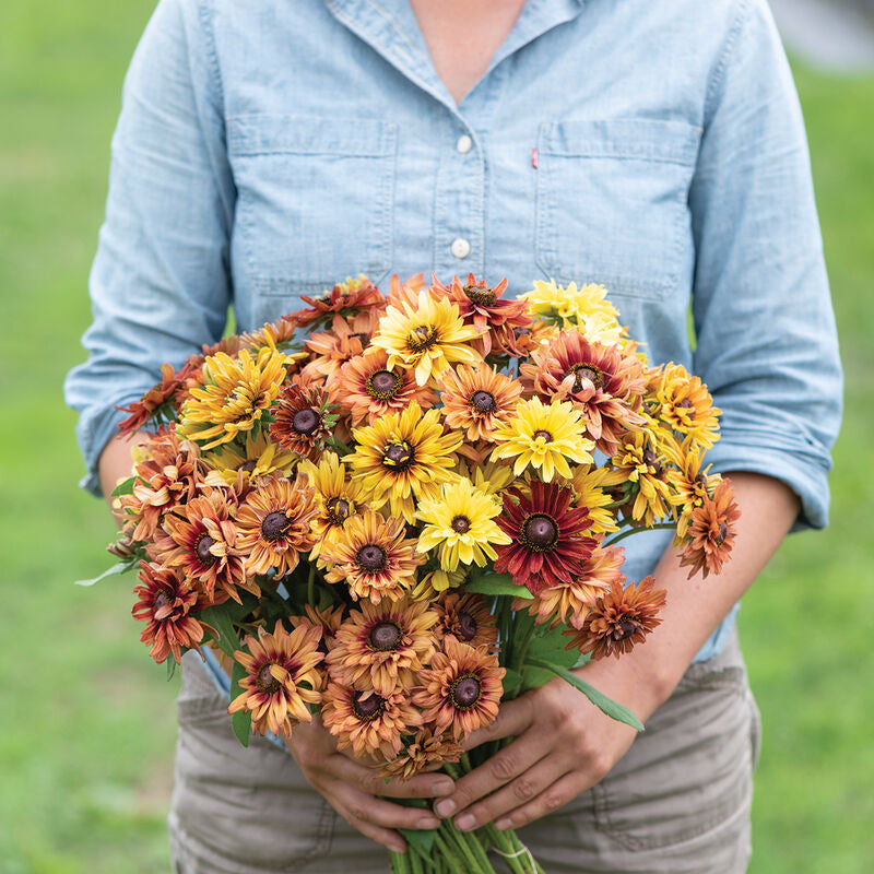 Sahara
Rudbeckia Seed