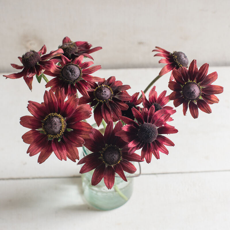 Cherry Brandy
Rudbeckia Seed