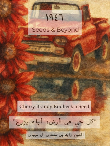 Cherry Brandy
Rudbeckia Seed