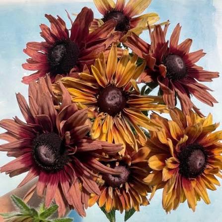 Carmel Rudbeckia Seed