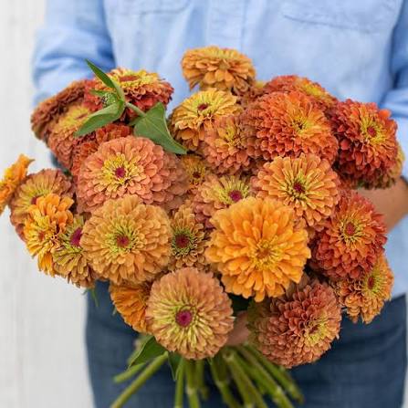 Queeny Lime Orange Zinnia