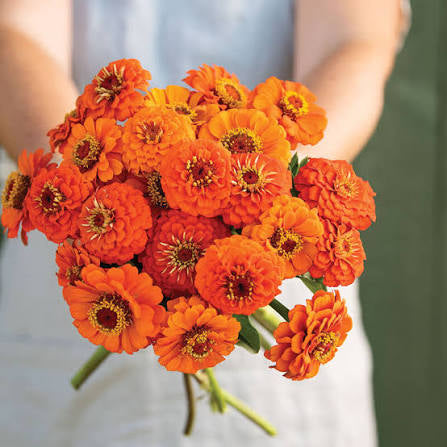 Queeny Pure Orange Zinnia Seed