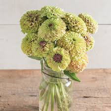 Queeny Lime with Blush Seed