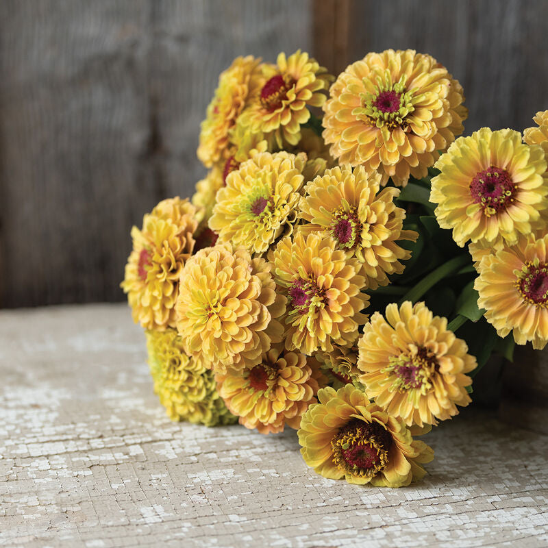 Queeny Lemon Peach Zinnia Seed