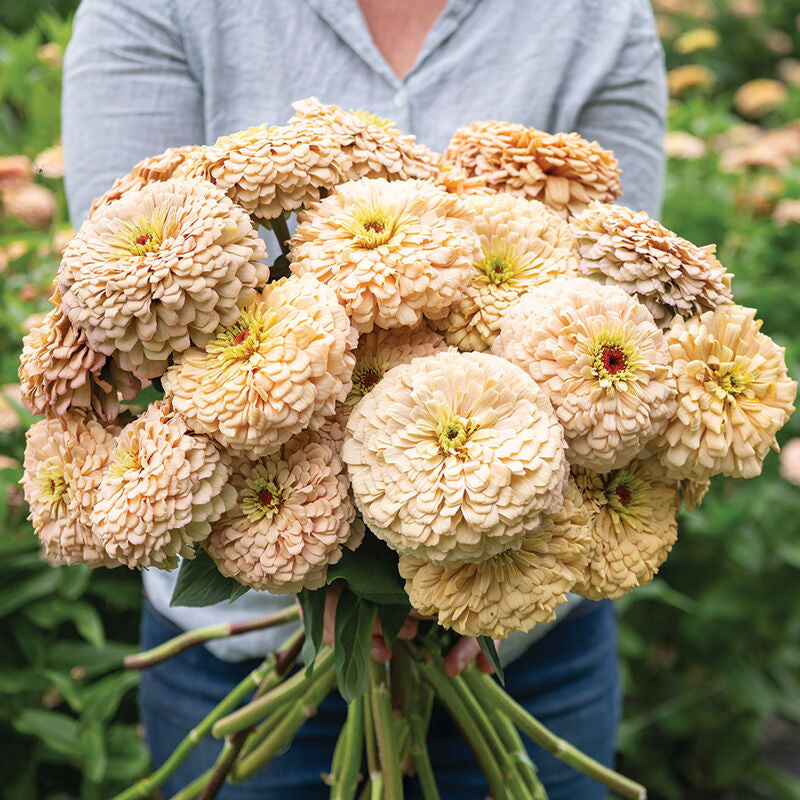 Linen Zinnia Seed