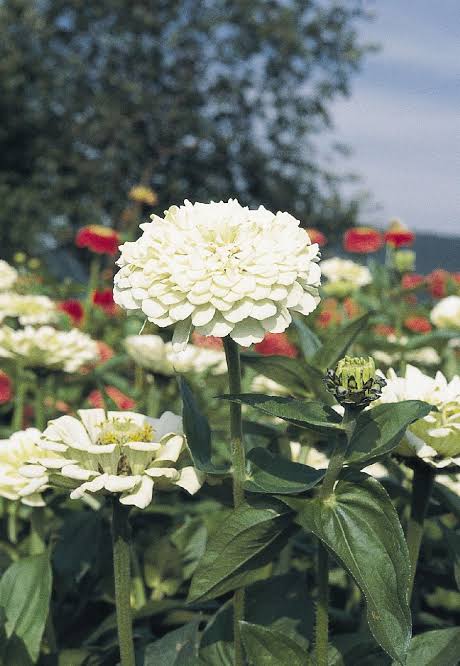 Polar Bear Zinnia Seed