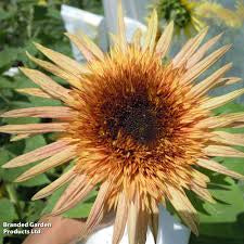 Aster Rose Cream Sunflower