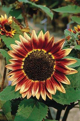 Floristan Sunflower