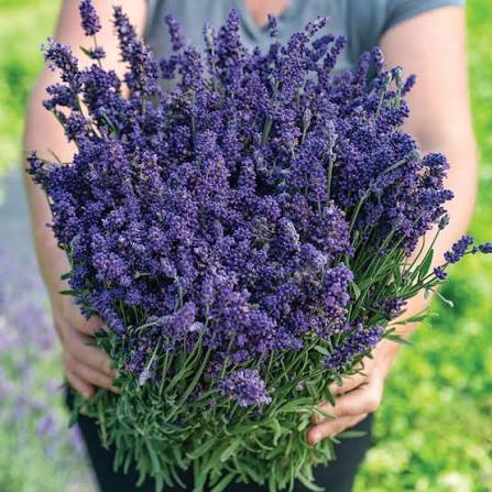Ellagance Purple Lavender