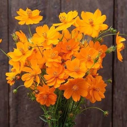 Bright Light Cosmos