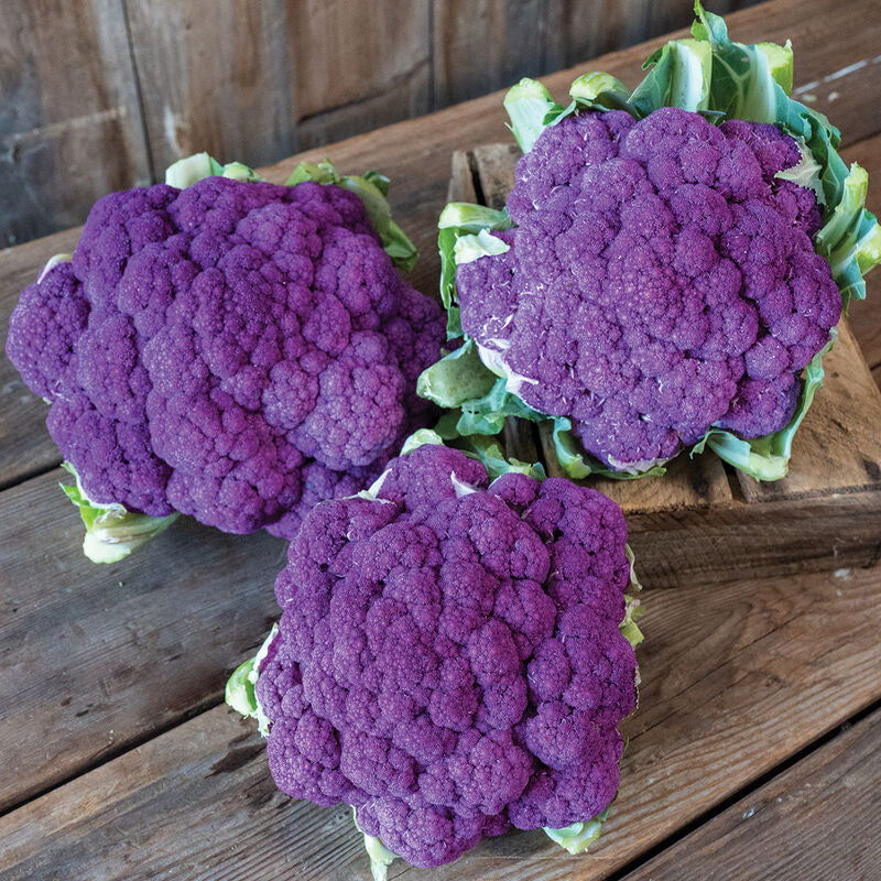 Lavender
(F1) Cauliflower Seed