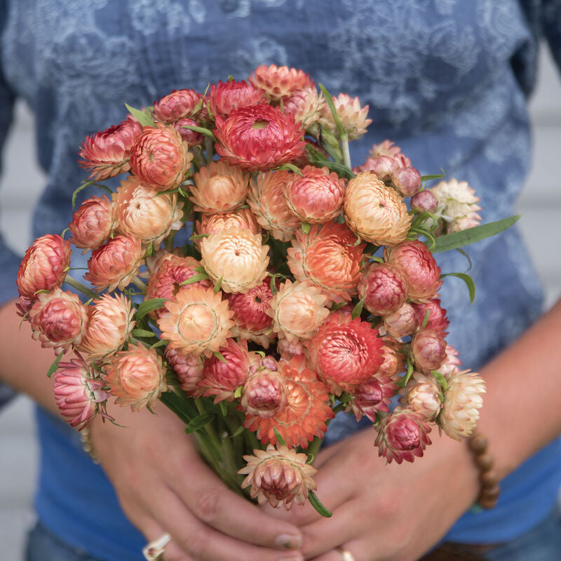 Apricot Peach Mix
Strawflower Seed