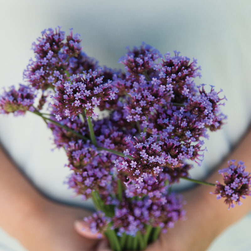 Verbena bonariensis
Flower Seed