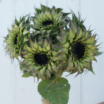 SunFill™ Purple
(F1) Sunflower Seed
