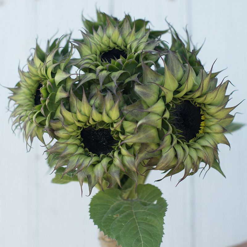 SunFill™ Purple
(F1) Sunflower Seed